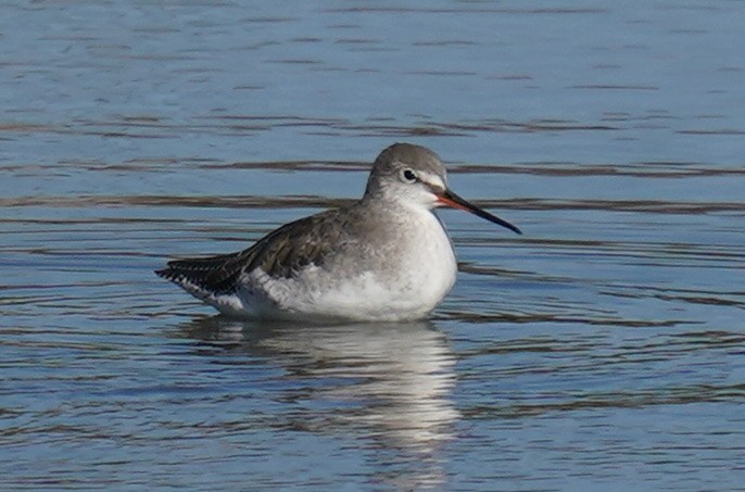 Dunkelwasserläufer - ML646633475