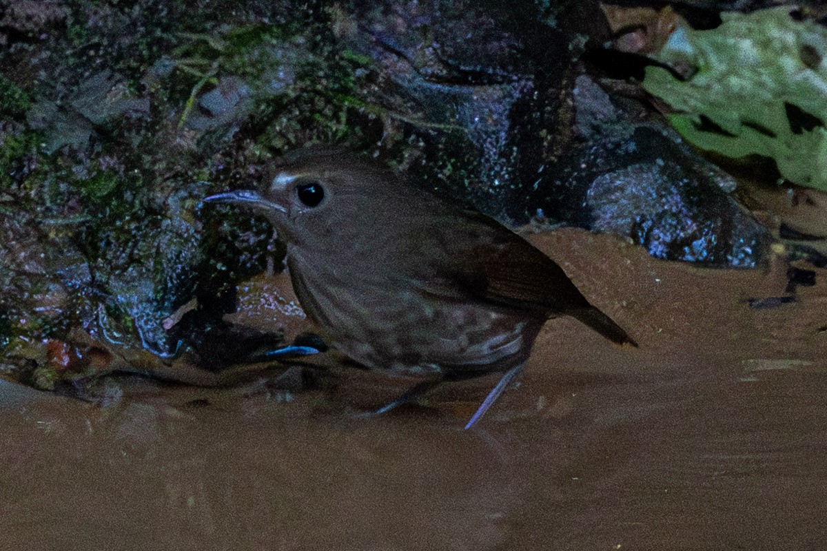 Lesser Shortwing - ML646633477