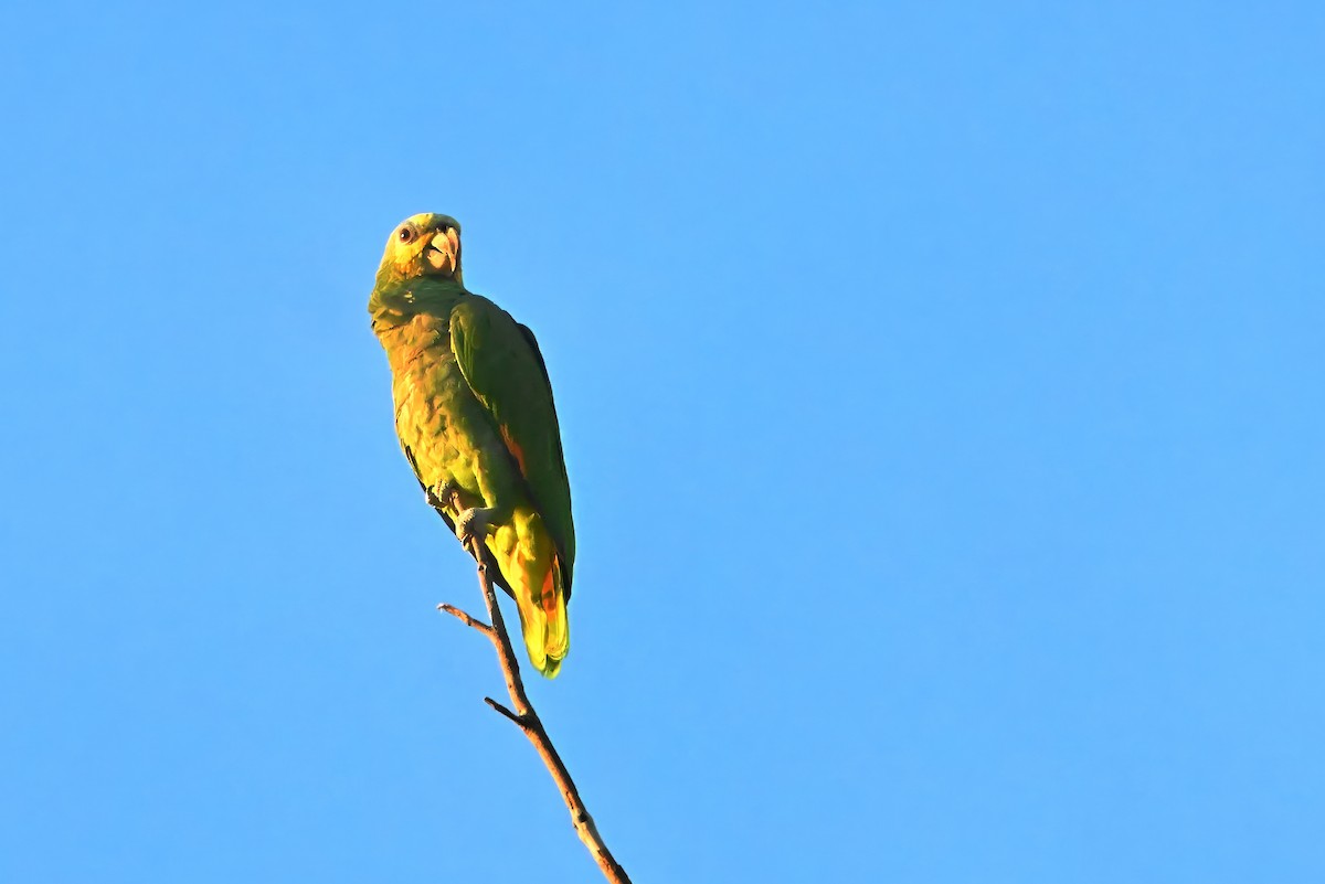 amazoňan oranžovokřídlý - ML646633479