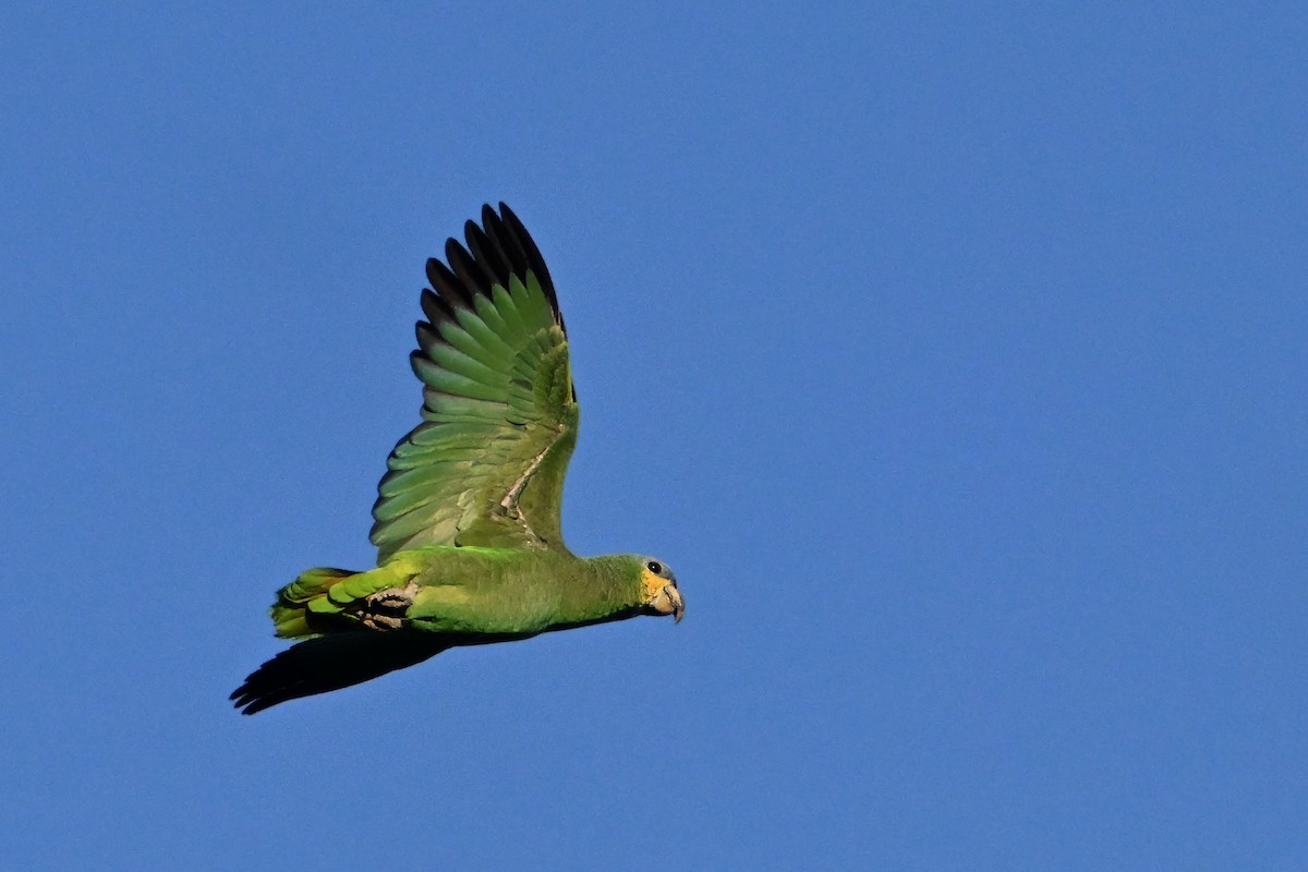 amazoňan oranžovokřídlý - ML646633480