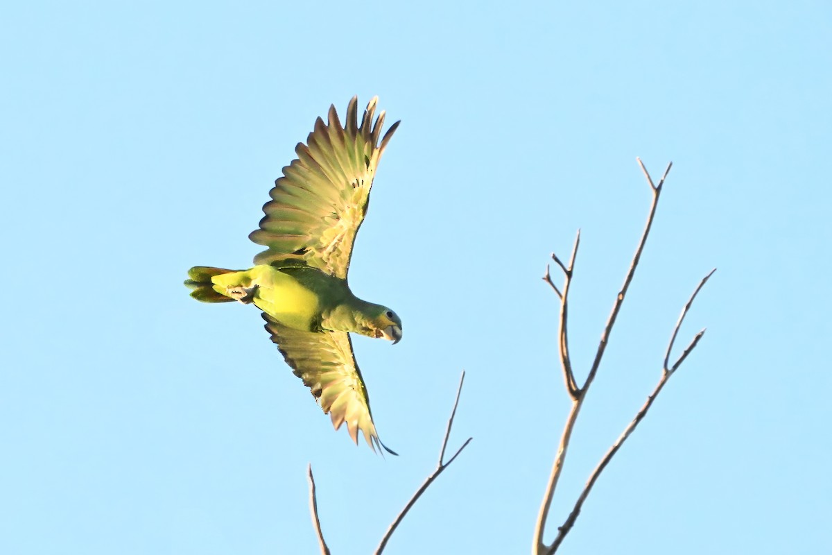 amazoňan oranžovokřídlý - ML646633481