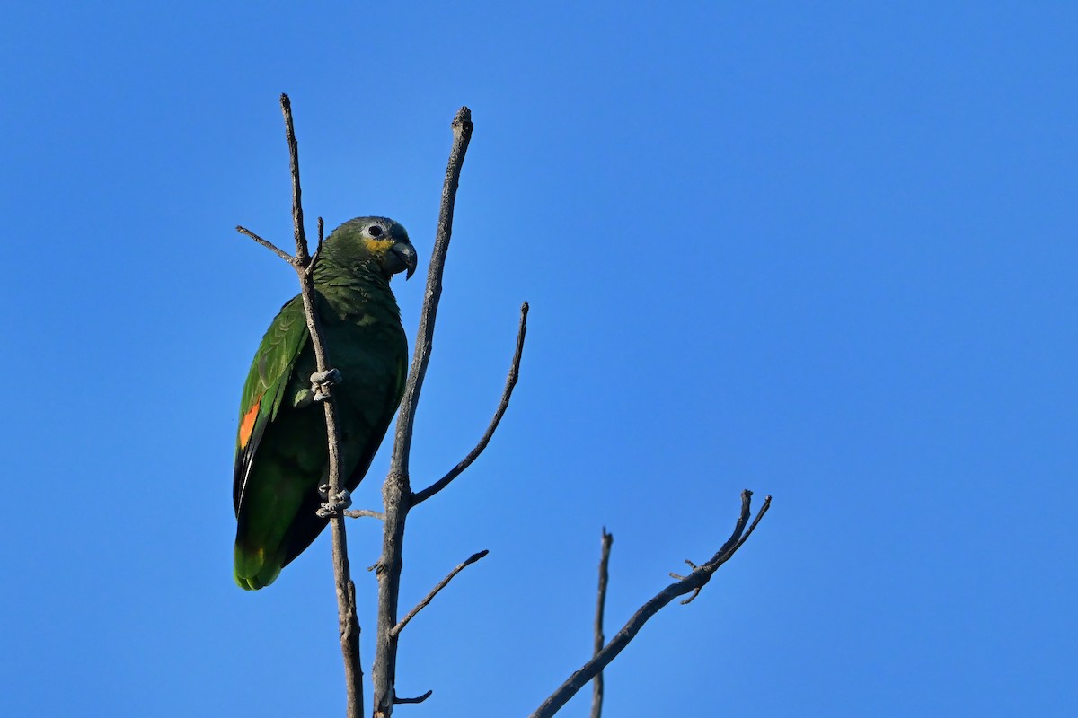 amazoňan oranžovokřídlý - ML646633482