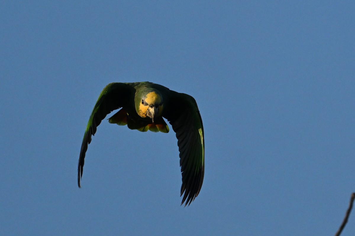 amazoňan oranžovokřídlý - ML646633483