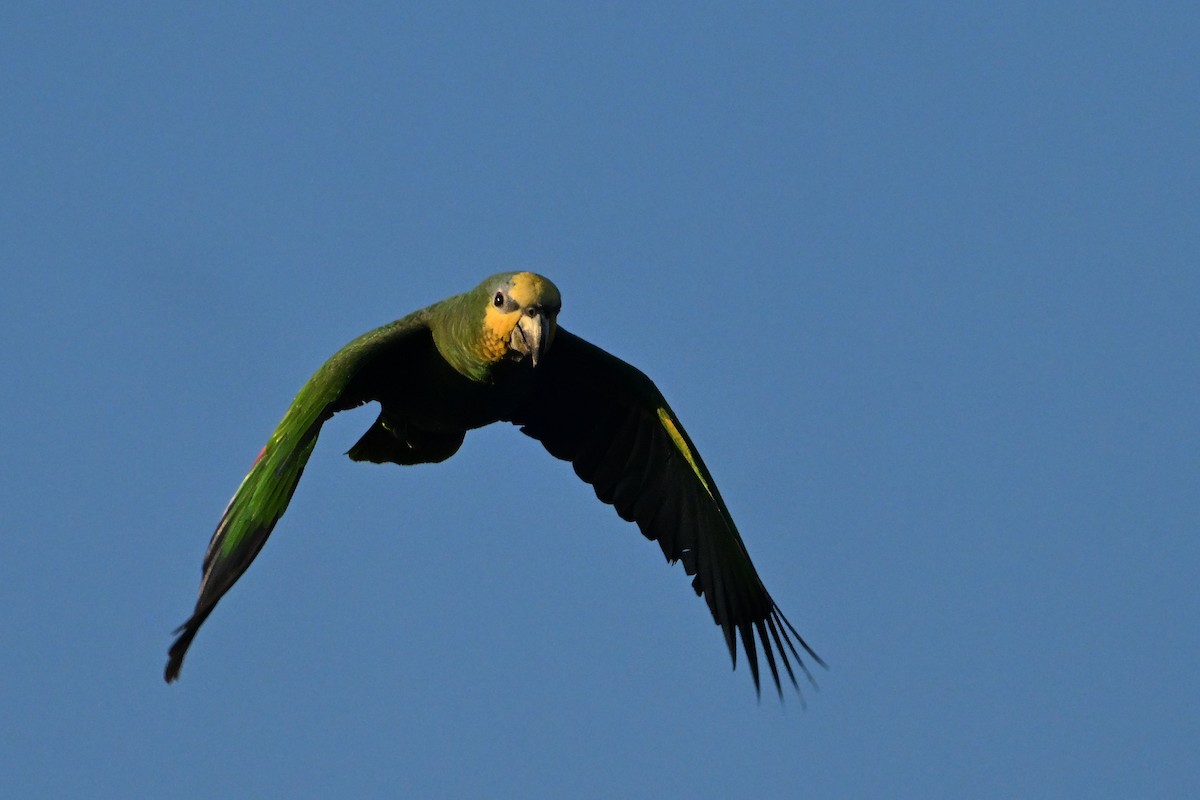 amazoňan oranžovokřídlý - ML646633484