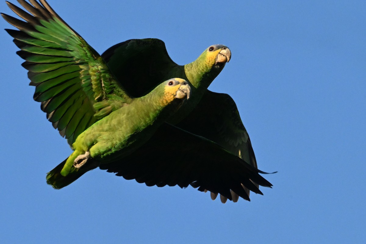 amazoňan oranžovokřídlý - ML646633485