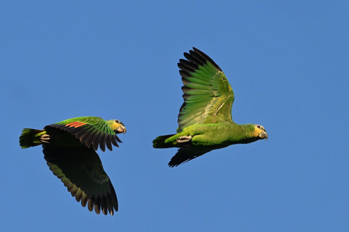 amazoňan oranžovokřídlý - ML646633487