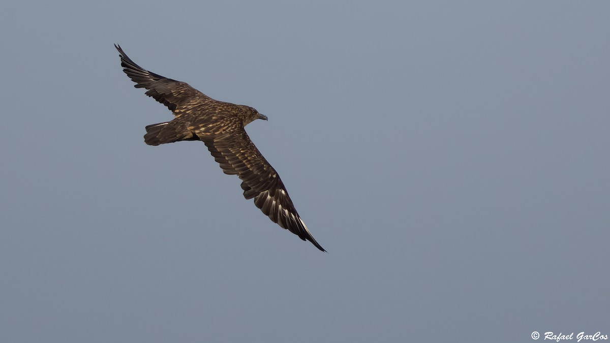 Great Skua - ML646633491