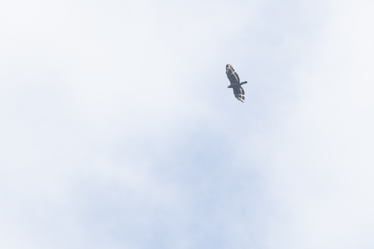 Crested Serpent-Eagle - ML646633492