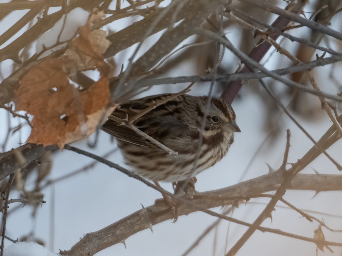 גיבתונית רוננת - ML646633495