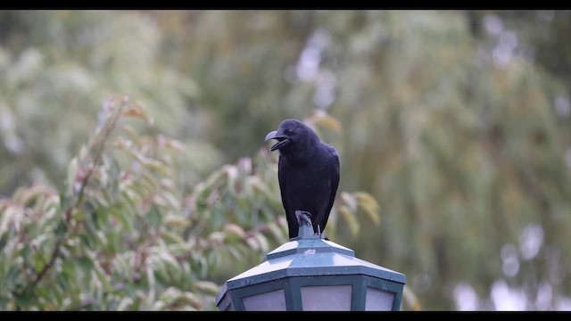 Ворона великодзьоба - ML646633496