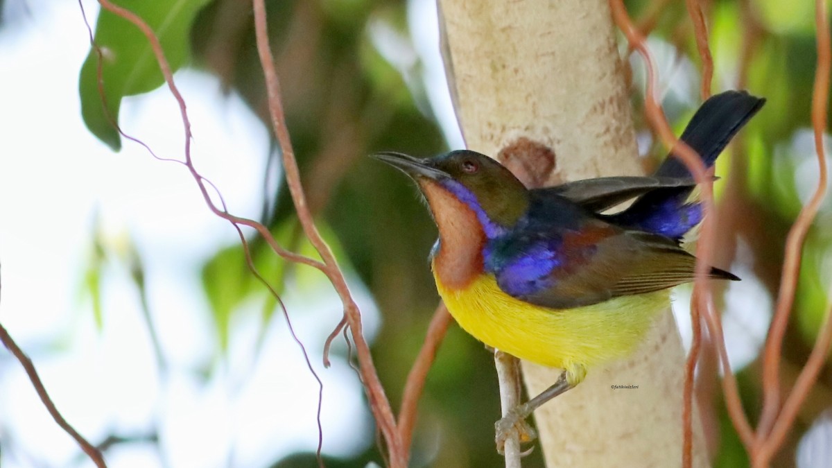 Brown-throated Sunbird - ML646633498