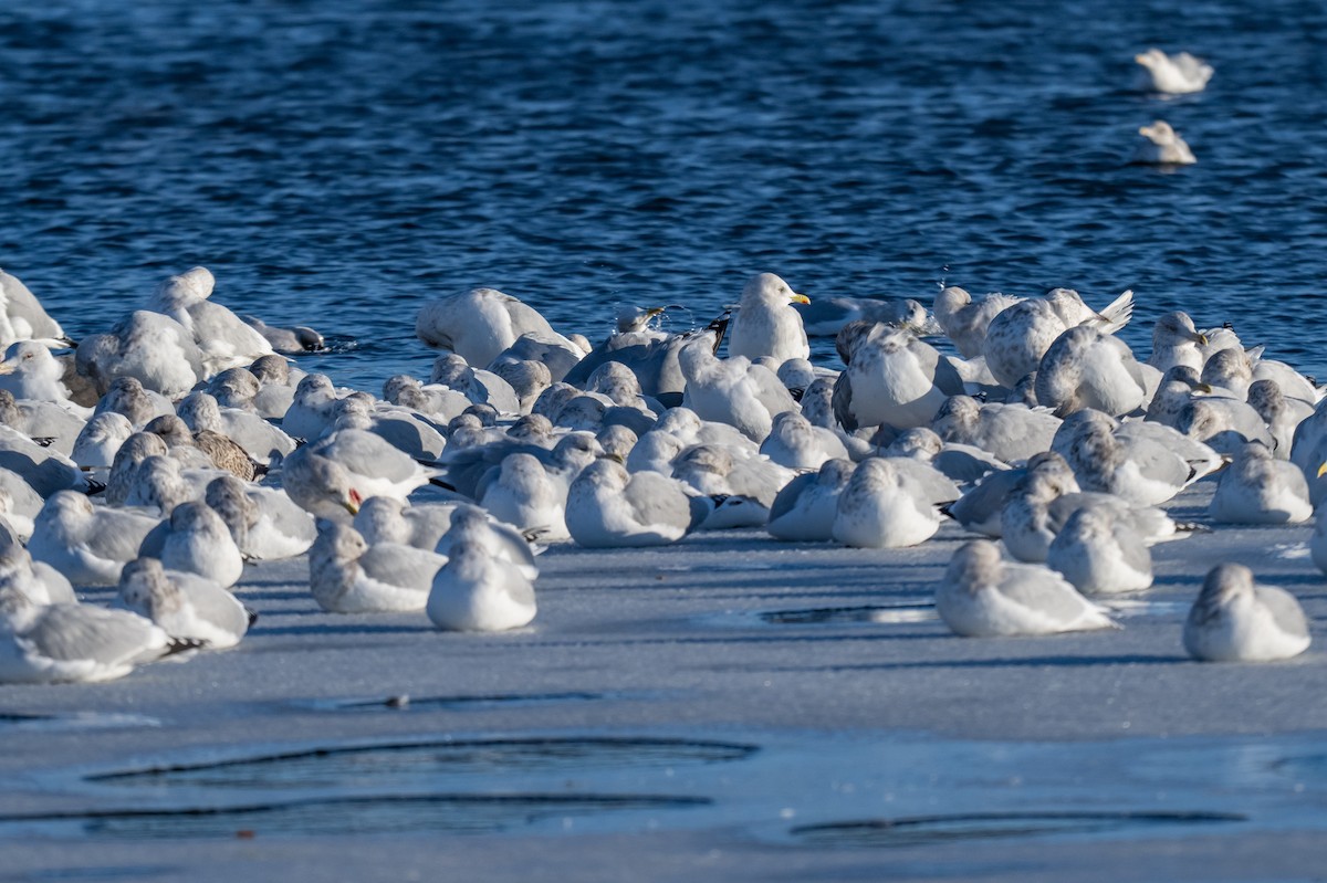 Мартин американський - ML646633501