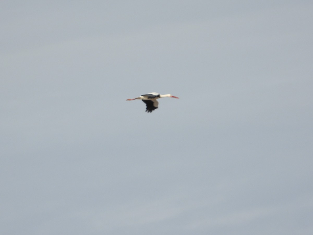 čáp bílý - ML646633503