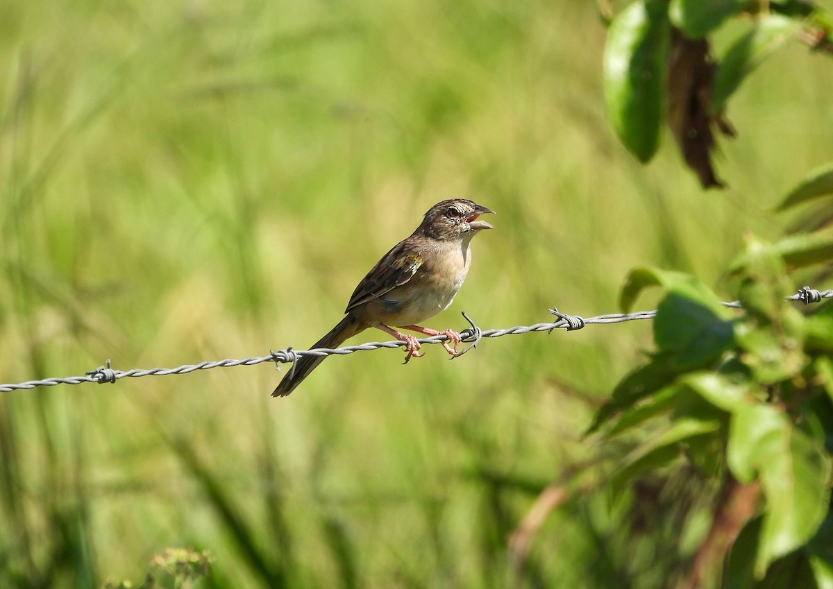 Botteri's Sparrow - ML646633507