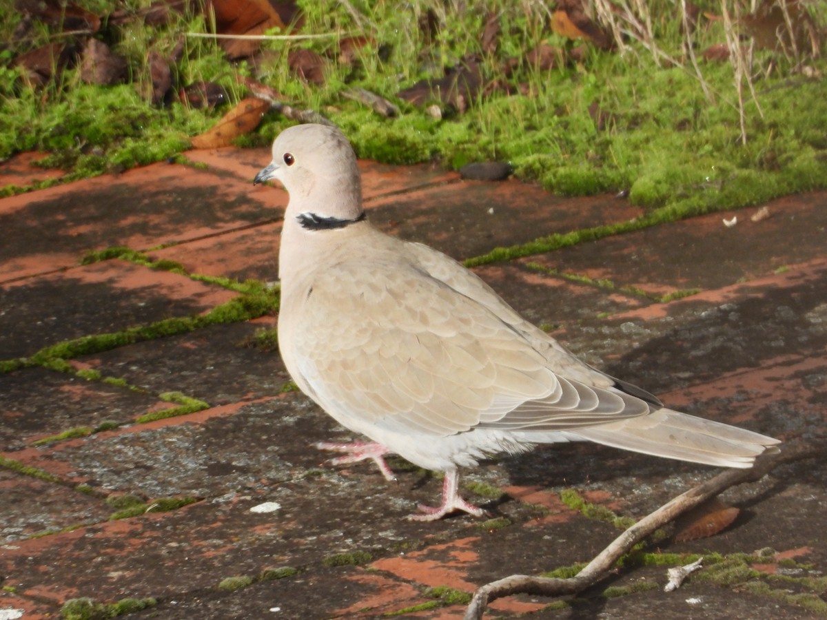 hrdlička zahradní - ML646633511