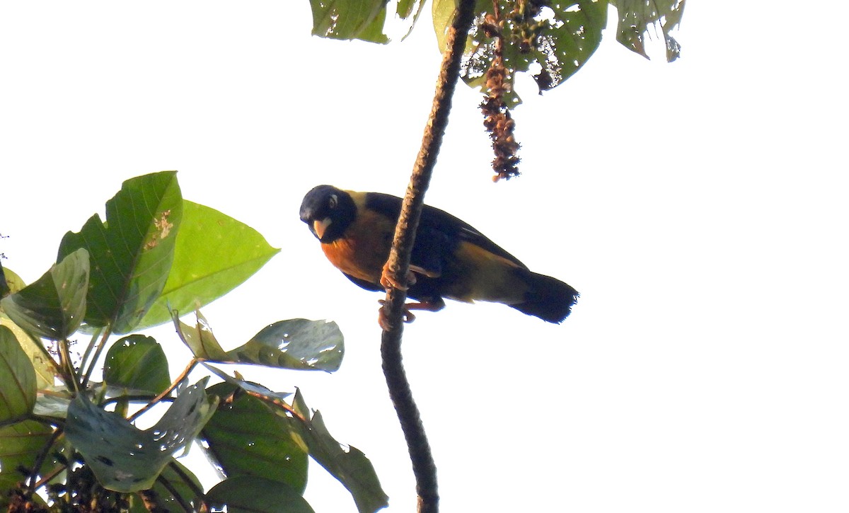 gyllenstær - ML646633512