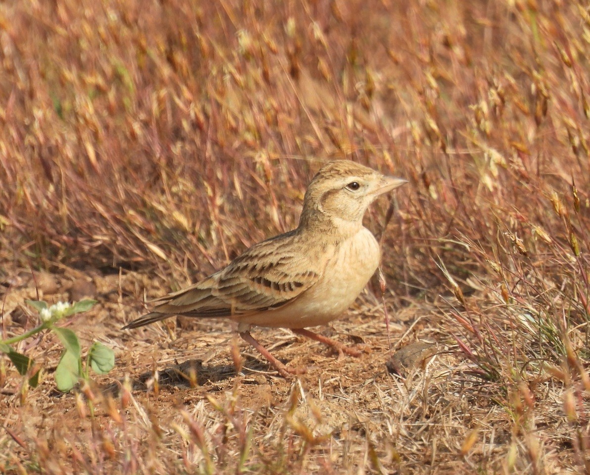 Mongolian Short-toed Lark - ML646633513