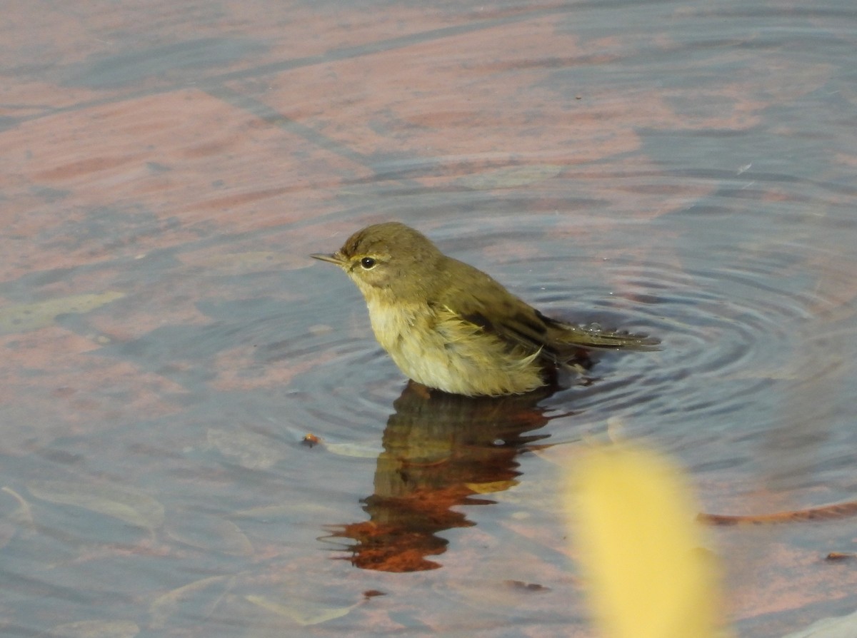 budníček menší - ML646633514