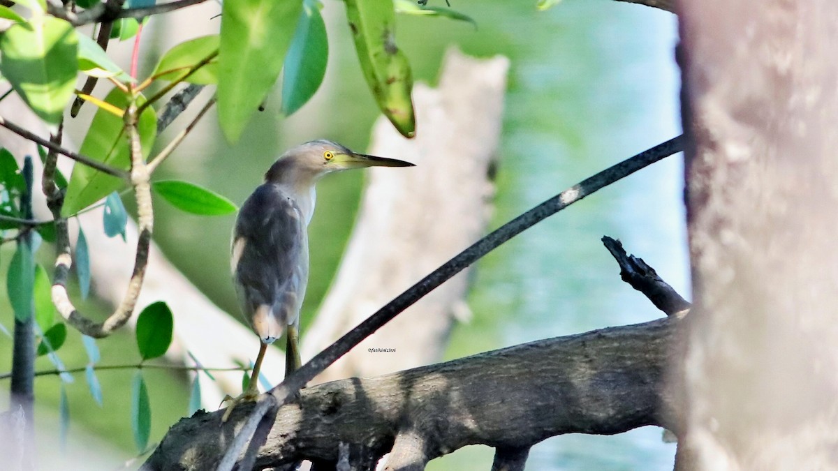 Yellow Bittern - ML646633515