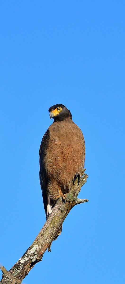 Crested Serpent-Eagle (Crested) - ML646633518