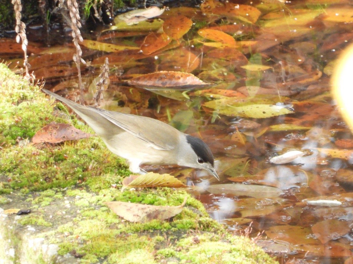 pěnice černohlavá - ML646633520