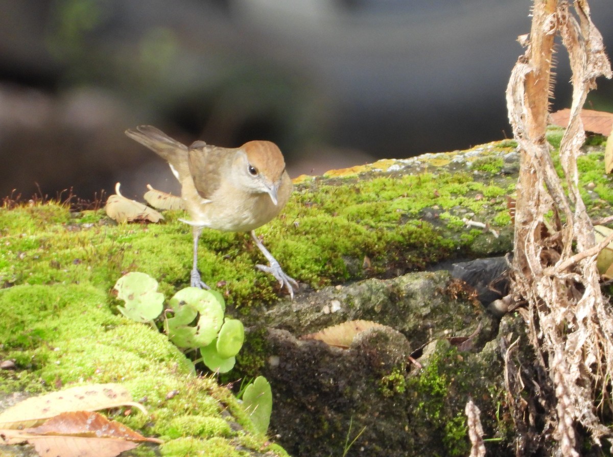 pěnice černohlavá - ML646633522