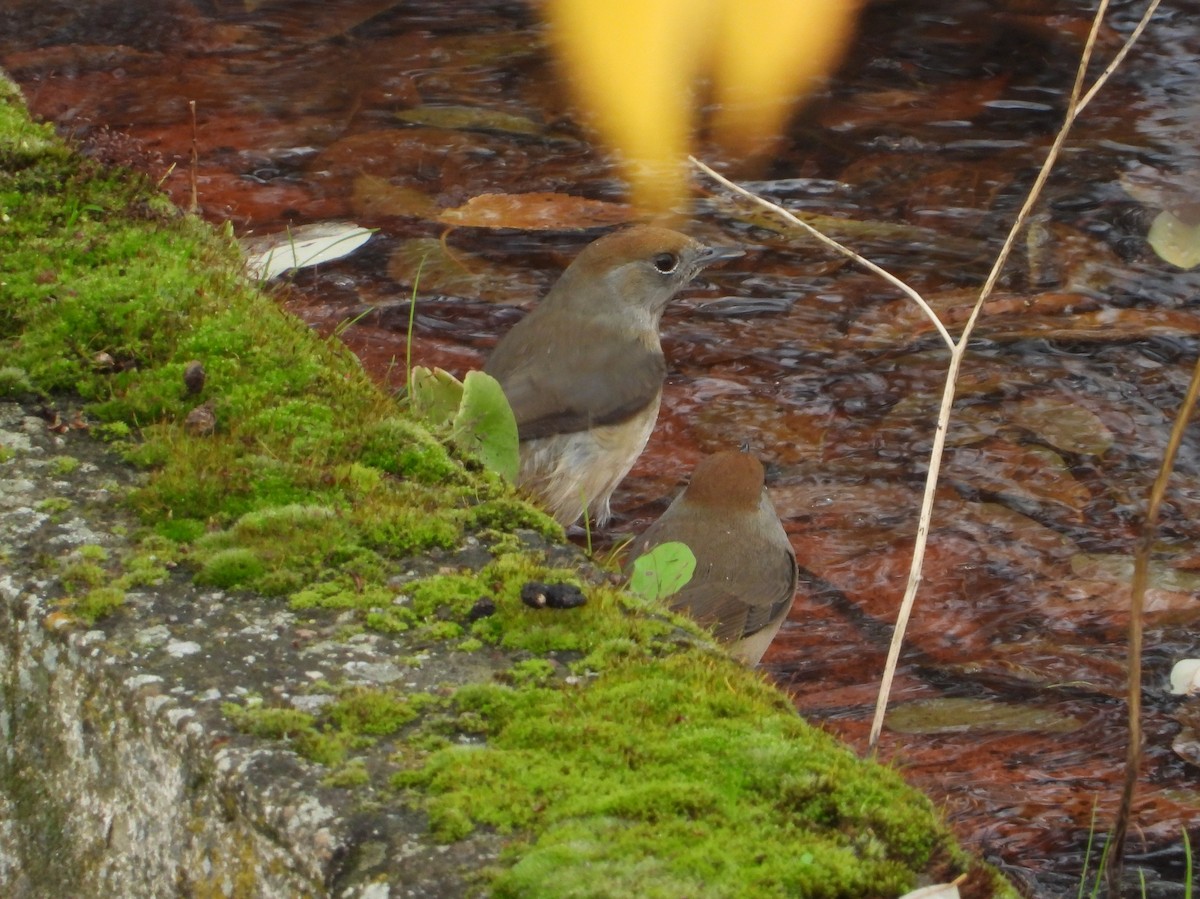 pěnice černohlavá - ML646633531