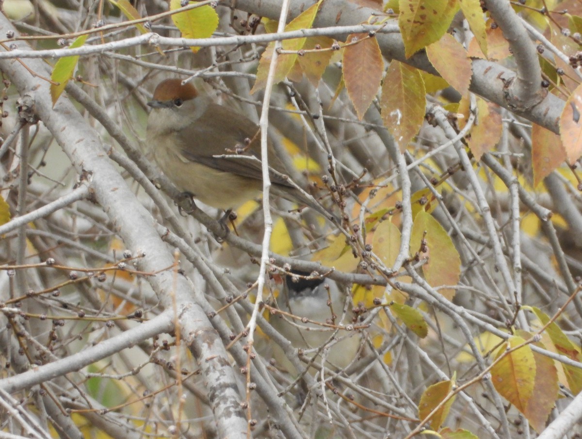 pěnice černohlavá - ML646633532