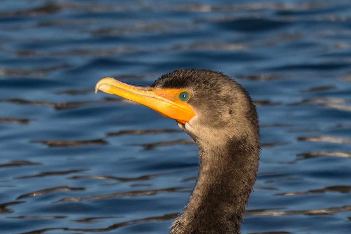 Баклан вухатий - ML646633534