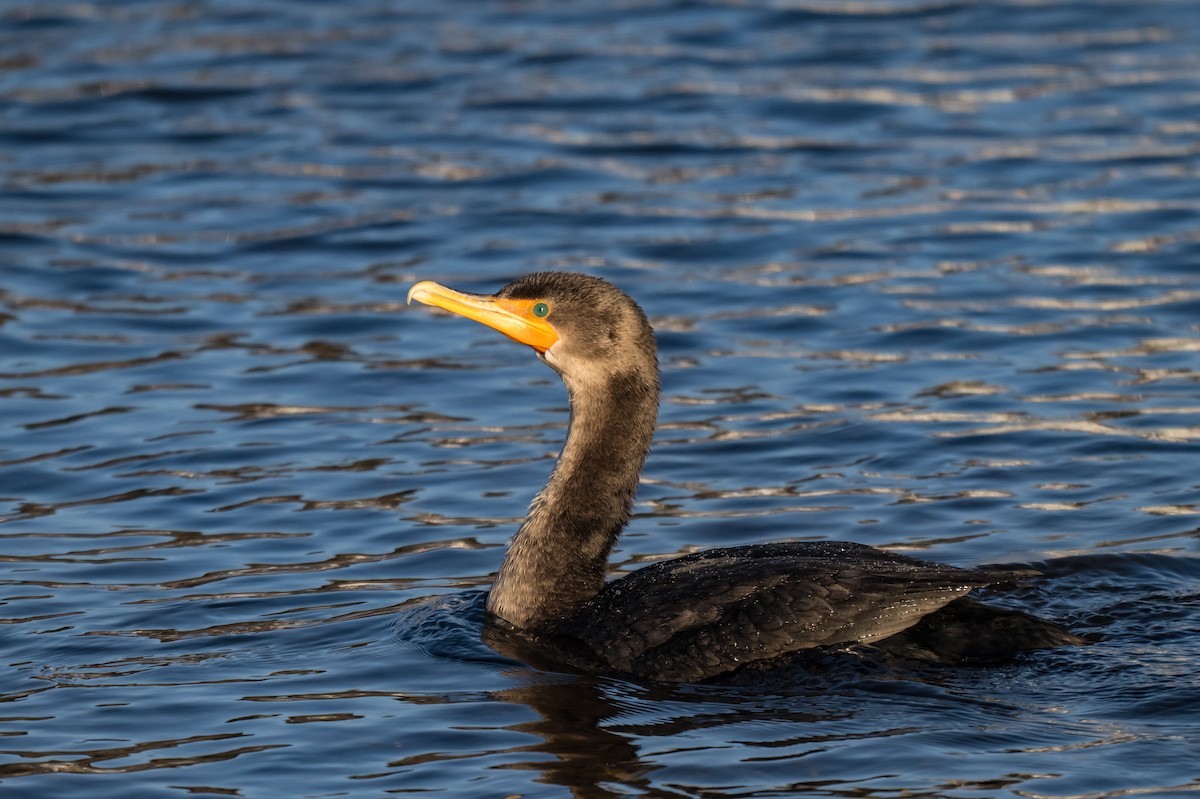 Баклан вухатий - ML646633535