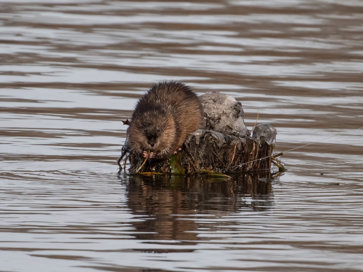 אונדטרה - ML646633536