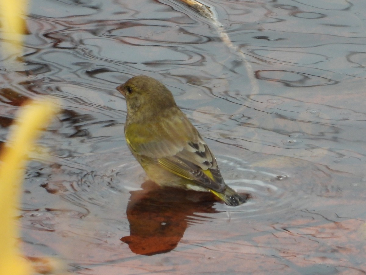 zvonek zelený - ML646633537