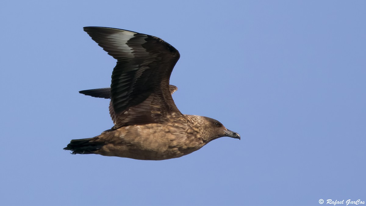 Great Skua - ML646633538