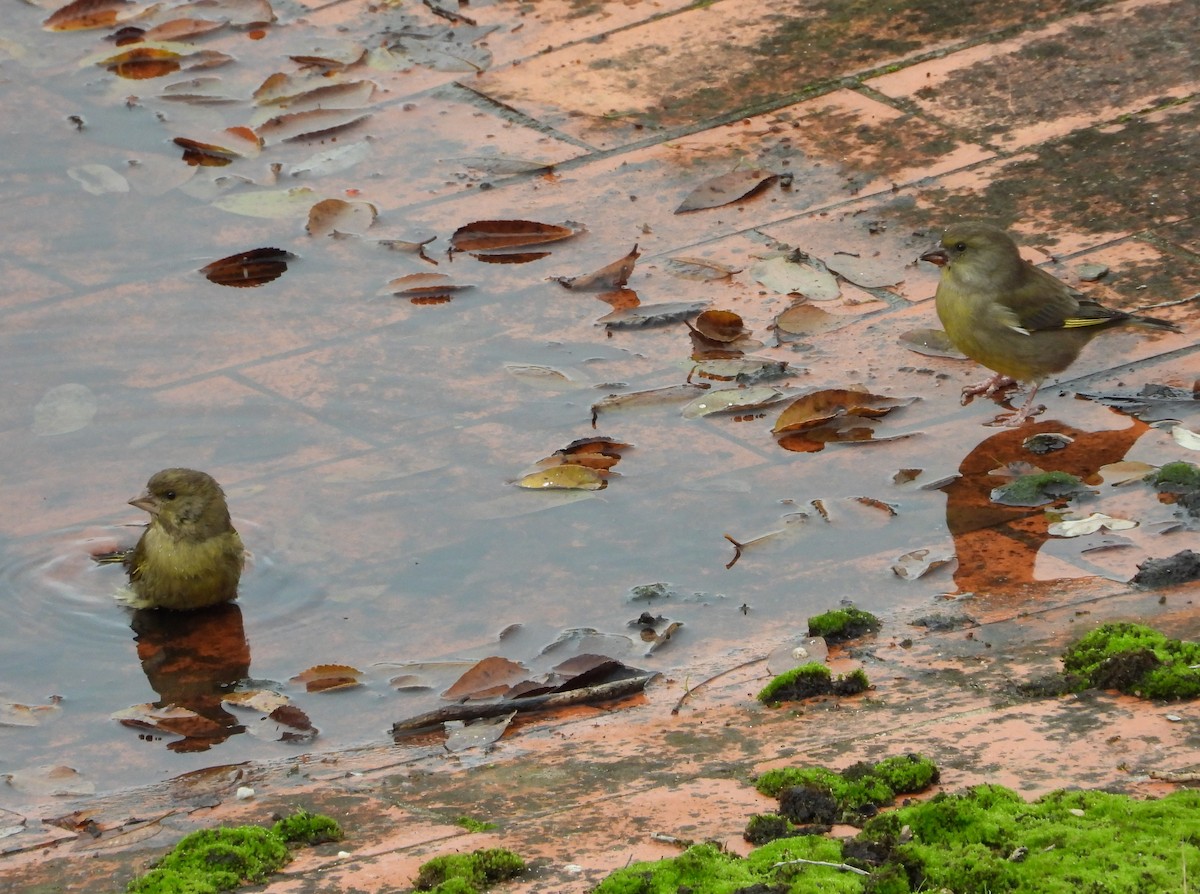 zvonek zelený - ML646633539