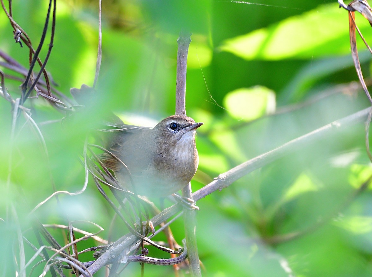 Siberian Rubythroat - ML646633540