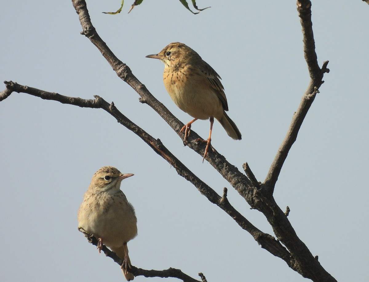 Tawny Pipit - ML646633541
