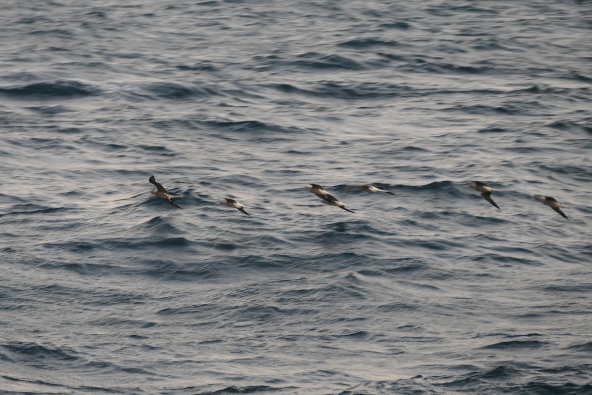 Zanga hankagorria - ML646633542