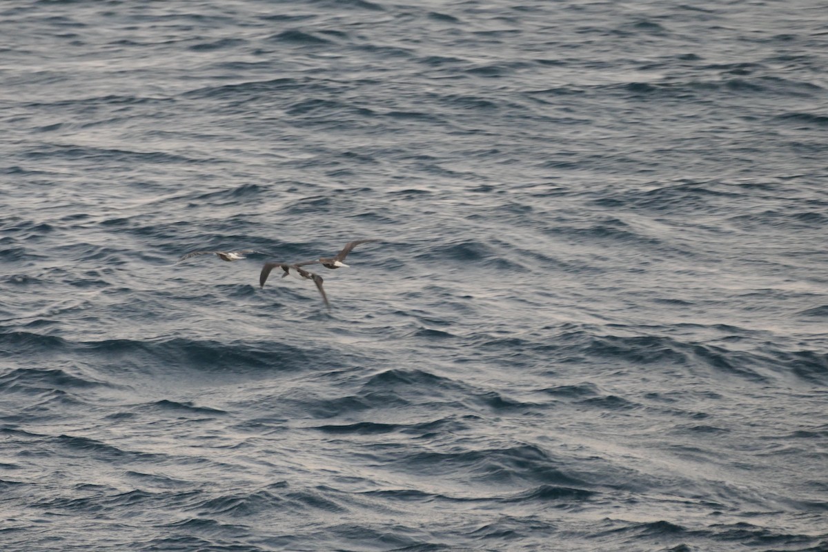 Zanga hankagorria - ML646633543