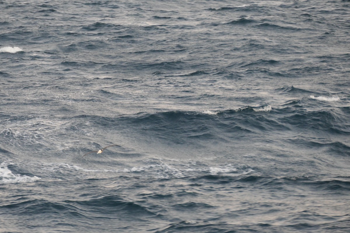 Zanga hankagorria - ML646633544