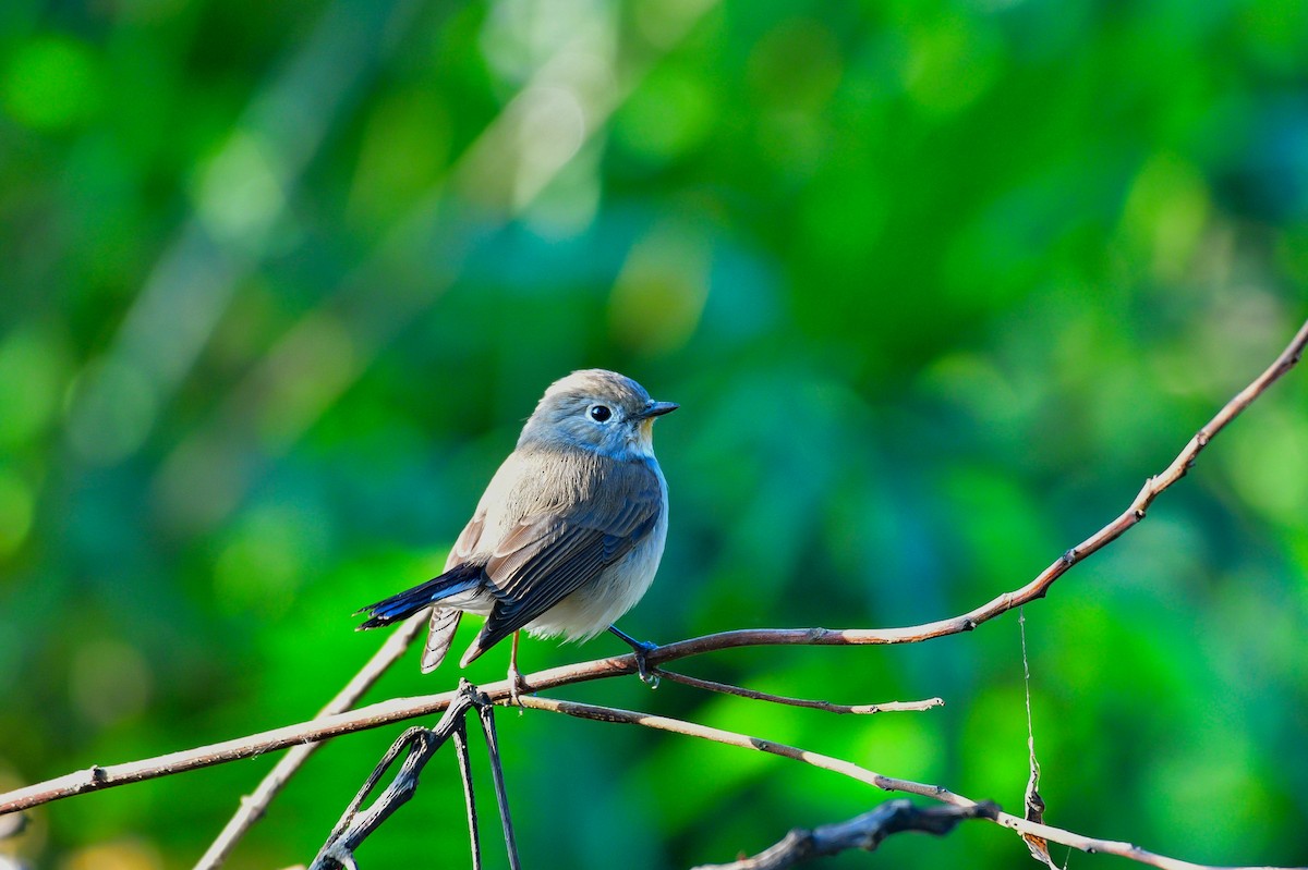 Taiga Flycatcher - ML646633545
