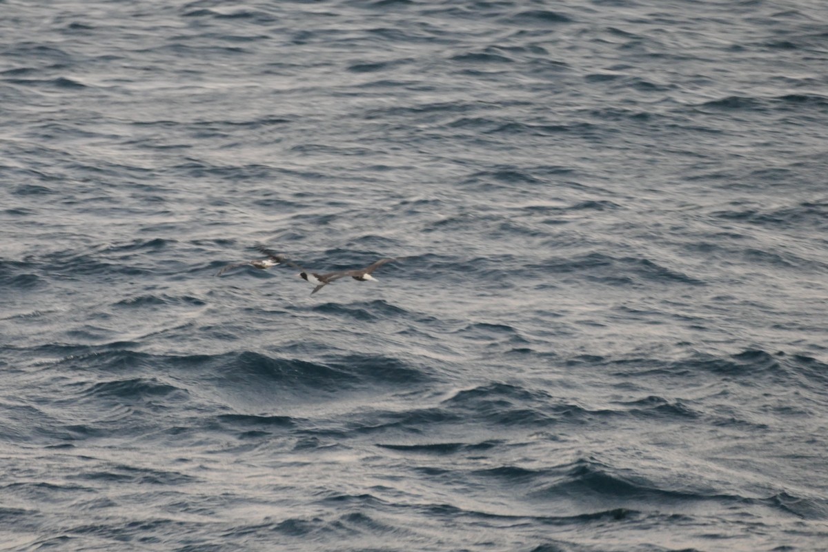 Brown Booby - ML646633546