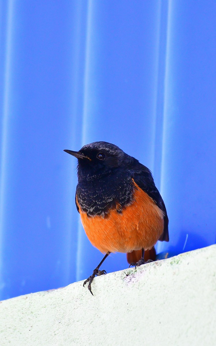 Black Redstart - ML646633547