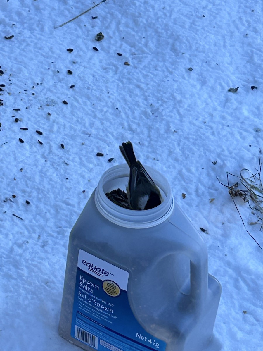 Black-capped Chickadee - ML646633548