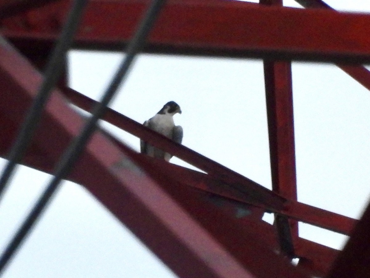 בז נודד - ML646633549