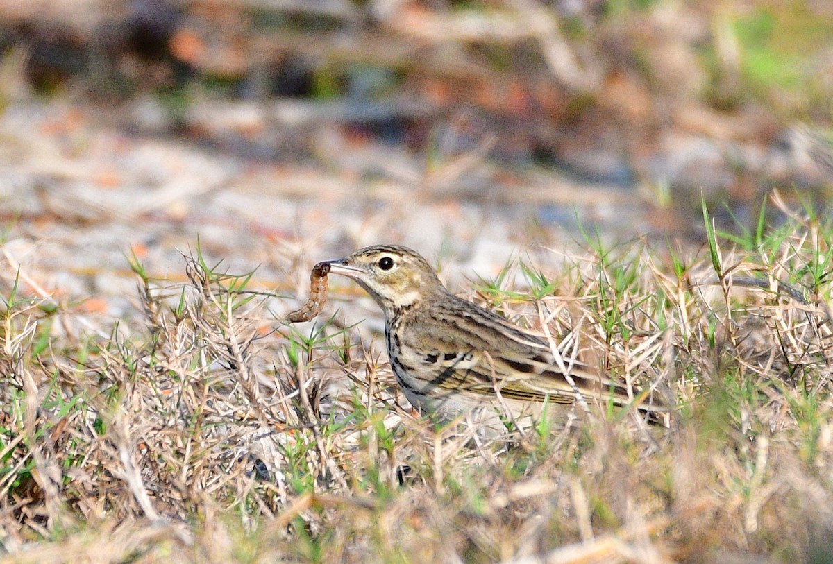 Tree Pipit - ML646633550