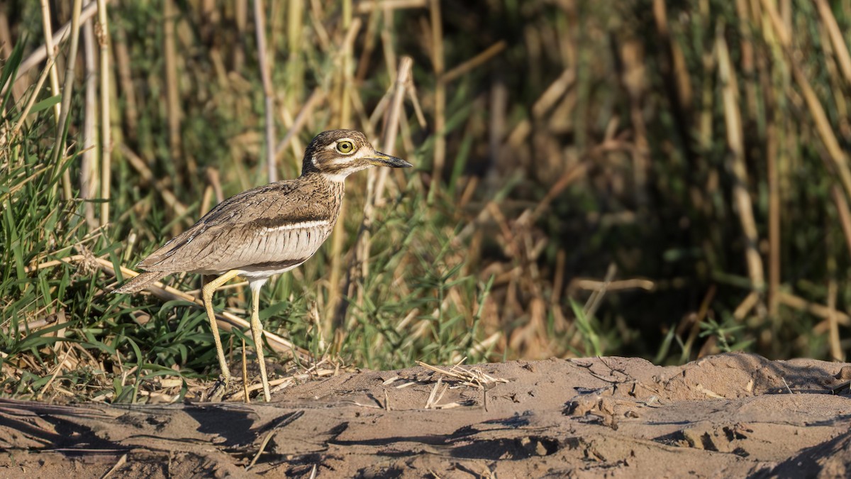 Water Thick-knee - ML646633551