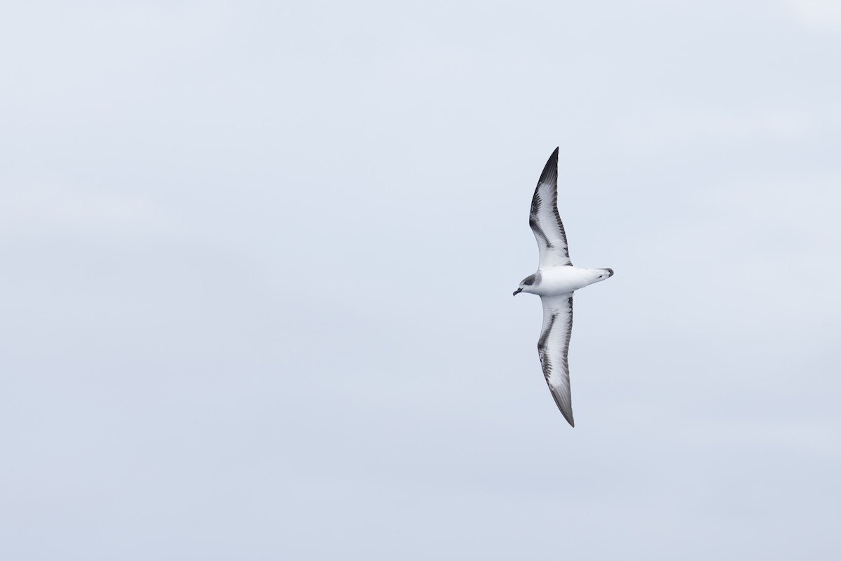 Тайфунник реюньйонський - ML646633552