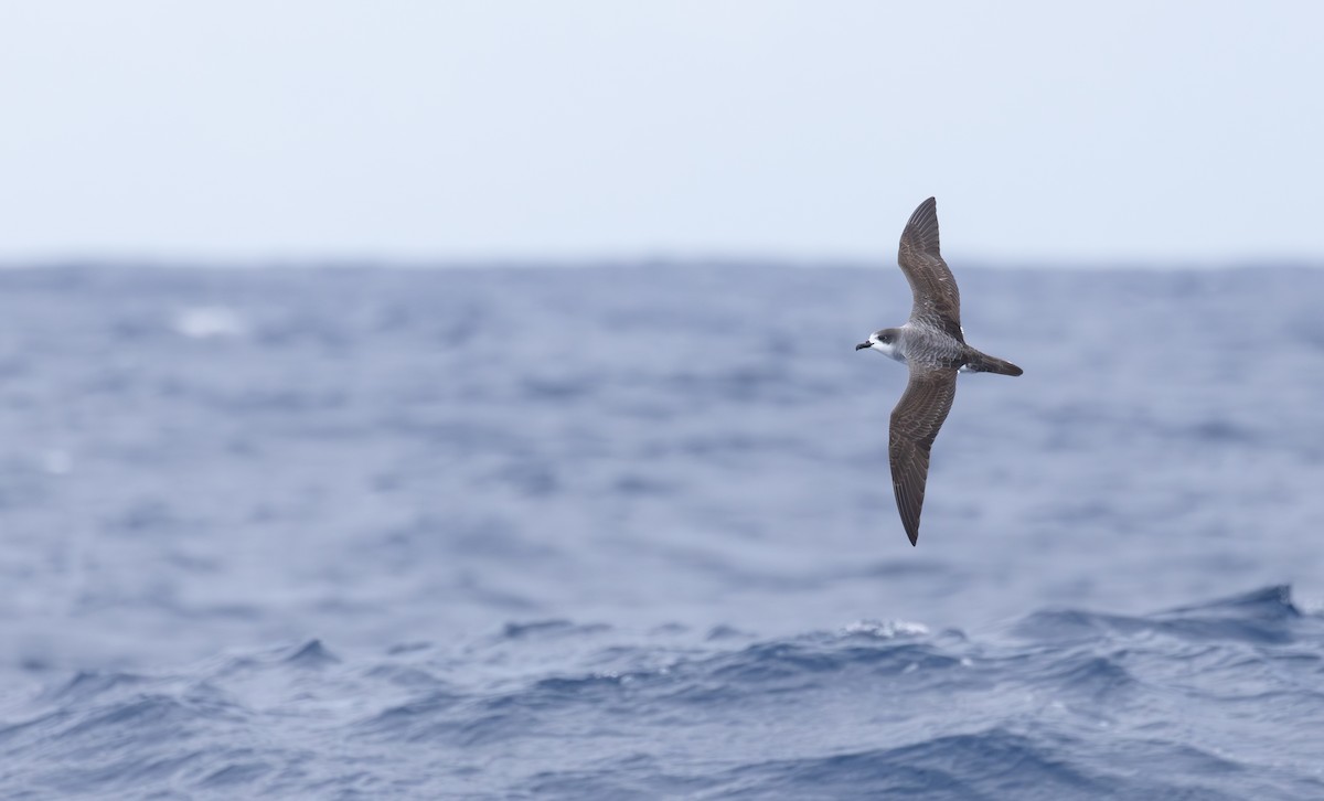 Тайфунник реюньйонський - ML646633553