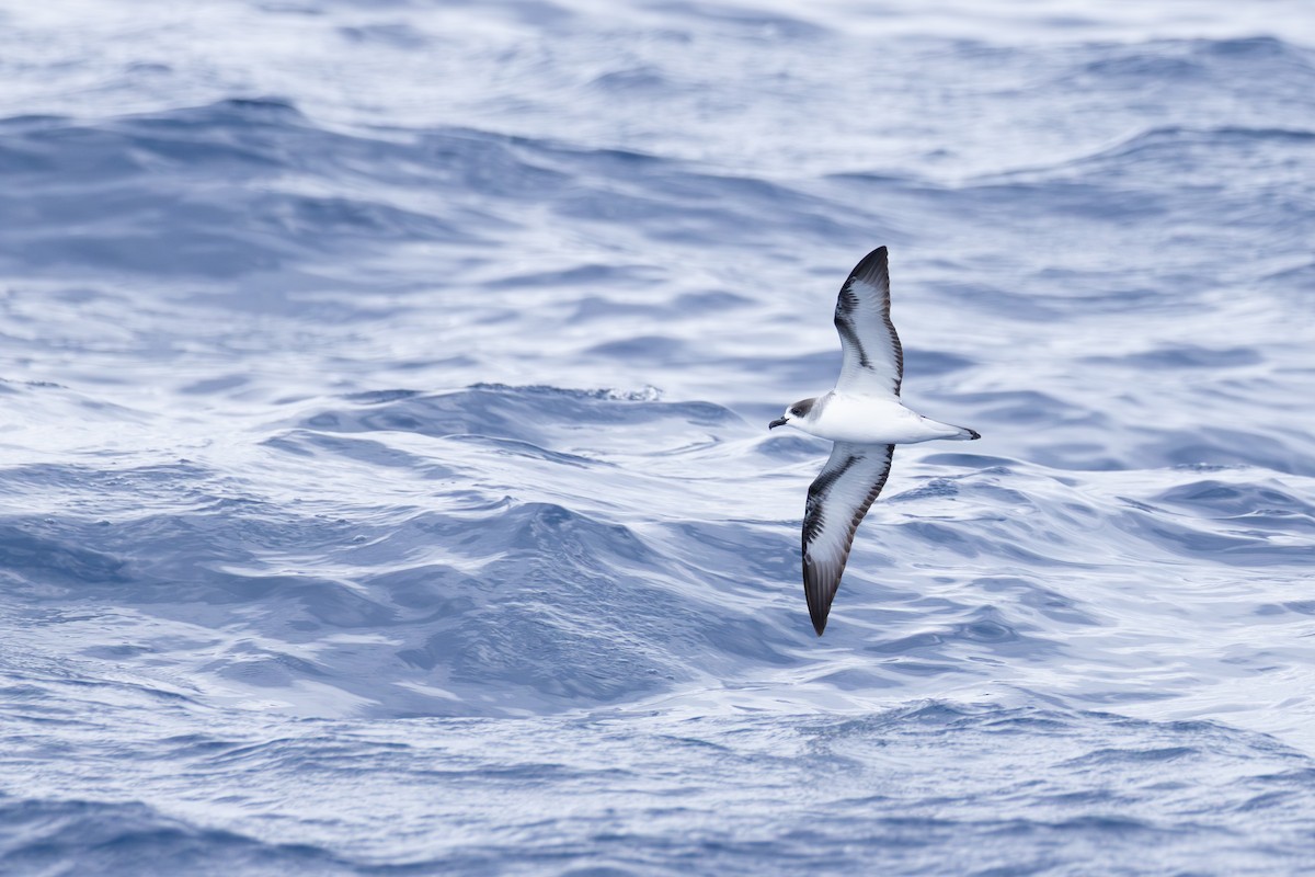 Тайфунник реюньйонський - ML646633554