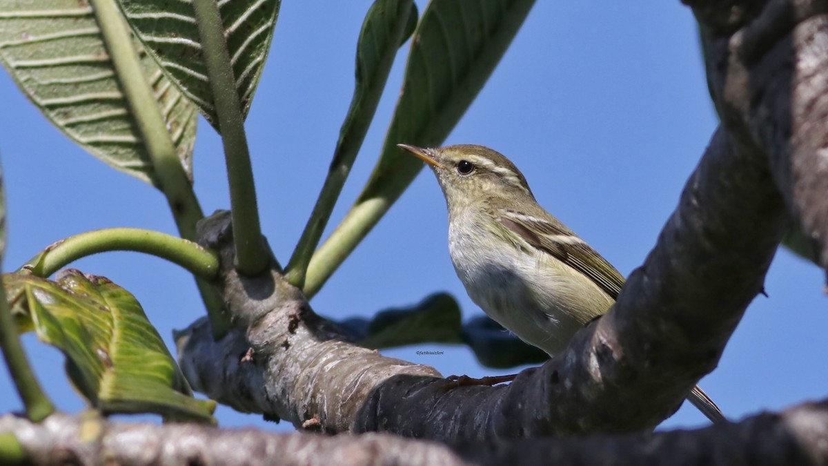 Two-barred Warbler - ML646633558